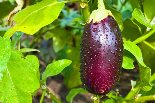 Ingredient Spotlight: Aubergines