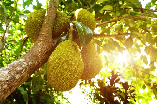 Ingredient Spotlight: Jackfruit