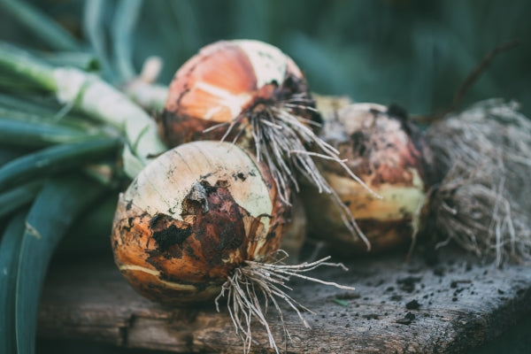 Ingredients Spotlight: Onion