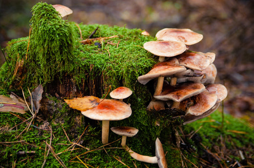 Ingredient Spotlight: Mushrooms