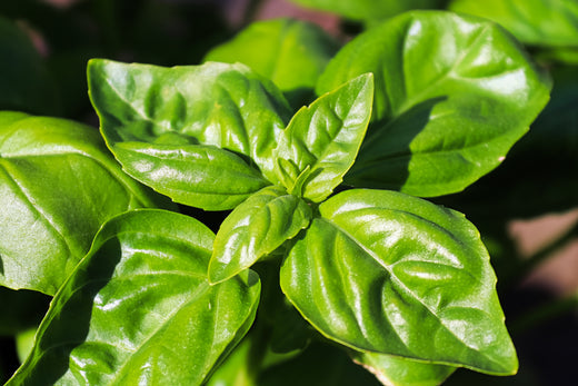 Ingredient Spotlight: Basil