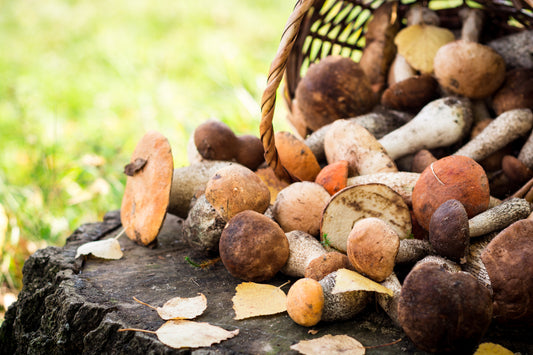 Ingredient Spotlight: Dried Wild and Exotic Mushrooms