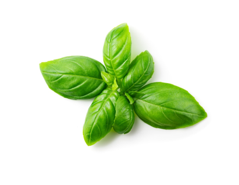 Basil
