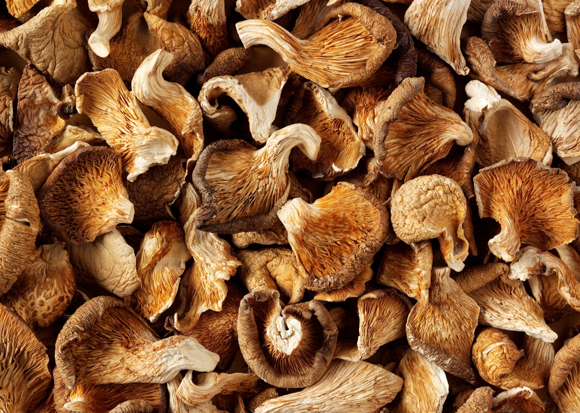 Dried Oyster Mushroom Slices