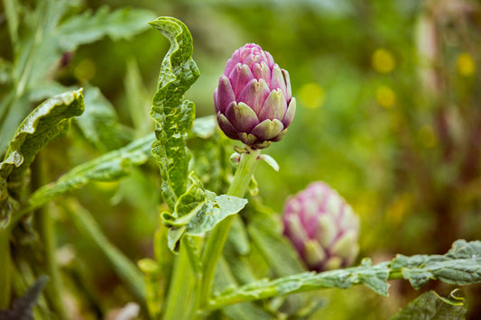 Ingredient Spotlight: Artichokes
