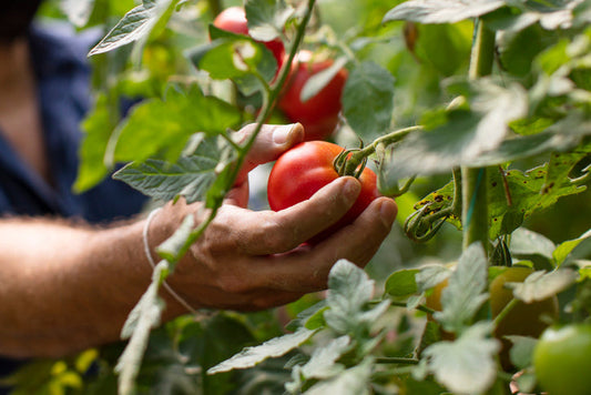 Our Sorriso® Tomato Collection