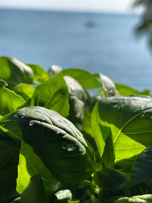 Ingredient Spotlight: Sorriso® basil range