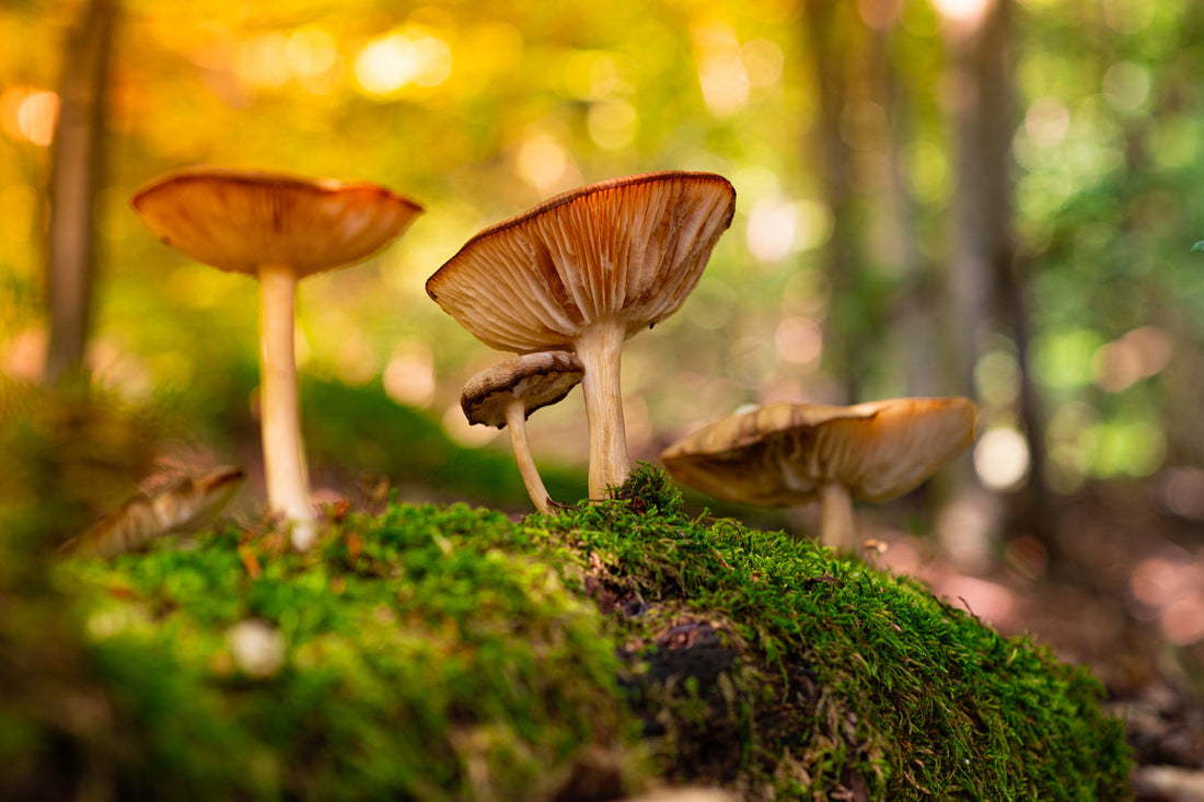 Ingredient Spotlight: Mushrooms