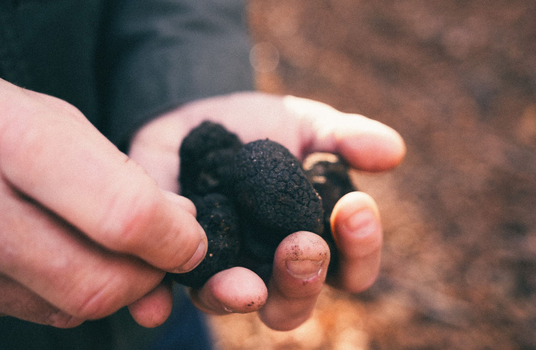 Our Truffle Hunter Featured in Tom Kerridge Cooks Italy