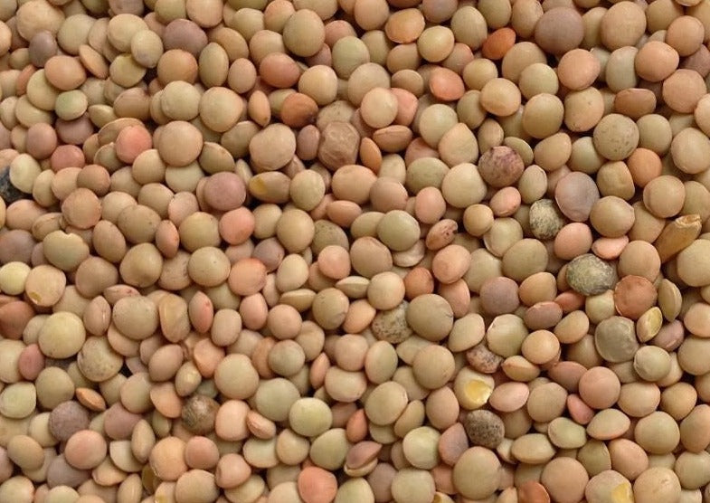 Pulses and Cereals – L'Aquila